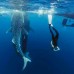 Whaleshark Sumbawa Tour 4h3m (Moyo Island, Gili Batu)