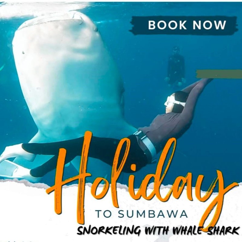 Holiday to Sumbawa (Whaleshark)